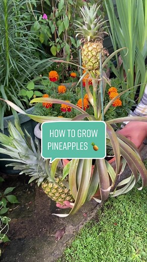 Plant Dad's Guide: How to Grow Pineapples at Home