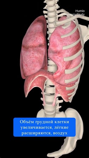 The diaphragm is the main respiratory muscle #neurobreathing #breathingpractices #breathinggymnas...