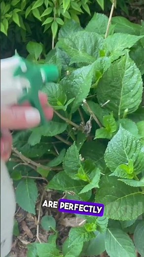 Protect Your Garden with Liquid Fence Deer and Rabbit Repellent!