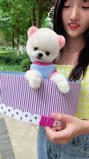 小さなペットの犬の幸せな瞬間は、とても愛らしいです #ペット #犬 #かわいい #かわいい犬
