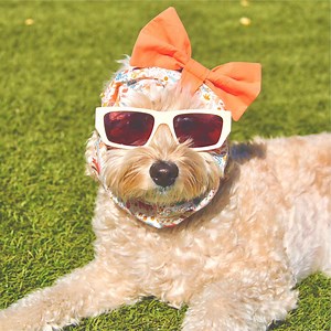 Snood for Long Ear Dog: Forest Friends |woodland Critters Ear Protector With Bow | Cocker Spaniel, Cavalier, Basset, Doodle | Fall Gift - Etsy