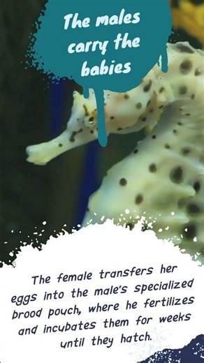 "4 fakta tentang kuda laut yang mungkin buat kamu terkejut" #sea #seahorse #marinelife