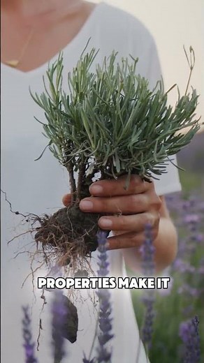 Lavender Tea Is More Than Just Calming… Here’s Why