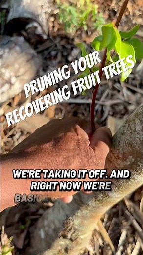 Pruning your recovering fruit trees #fruittrees #pruning #gardeningtips #andrethefarmer #gardening g