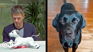 Perro robot o perro de verdad: ¿cuál es mejor?