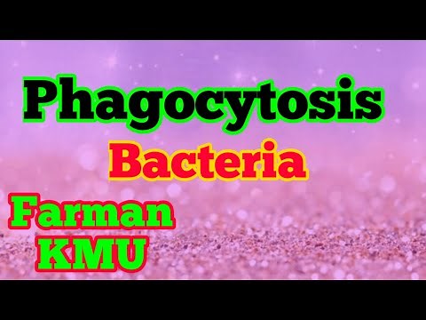 Phagocytosis Steps Of Phagocytosis Immuniolog|| Microbiology