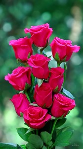 55K views · 5K reactions | Rose bouquets | Roses | Facebook