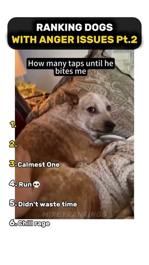 Ranking Dogs With Anger Issues Part 2😭🙏 #shorts