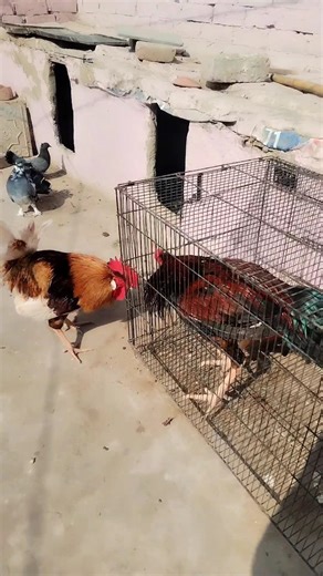 Larai Ho Gai 😱 #Shorts video #petvibes with umair#shortsvideo