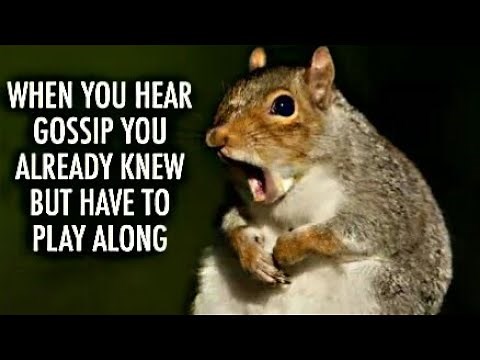 Hilarious Memes About Gossip | Meme Compilation