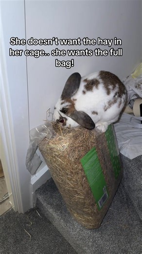 Rabbit Refuses Cage Hay, Wants Full Bag