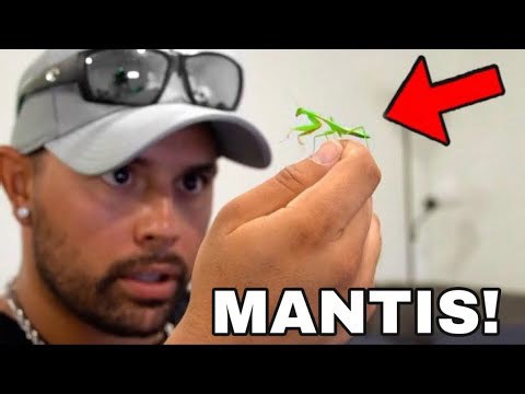 Setting Up a Terrarium for a Giant Praying Mantis