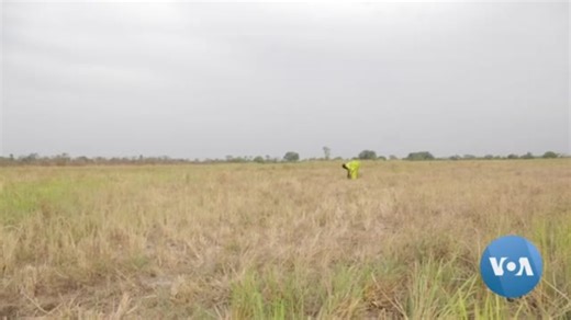 Senegal Celebrates ‘Day of Fonio’ as Food Insecurity Looms