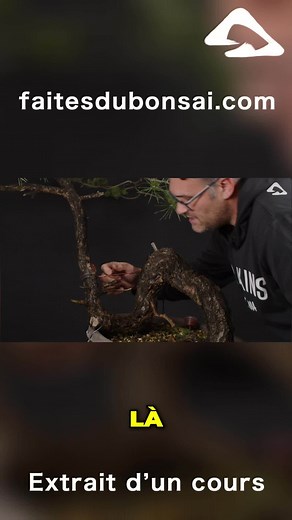 18 reactions | ✅ LIEN VERS LE COURS COMPLET : https://faitesdubonsai.com/course/techniques-pliages ✍ SUIVEZ-NOUS sur les réseaux sociaux (Instagram, Facebook et Youtube) : @faitesdubonsai #faitesdubonsai #bonsai #coursbonsai #bonsailife #bonsailovers #bonsaitree #bonsaiart #bonsaistyle #bonsailove #bonsaipassion | Faites du bonsaï | Facebook