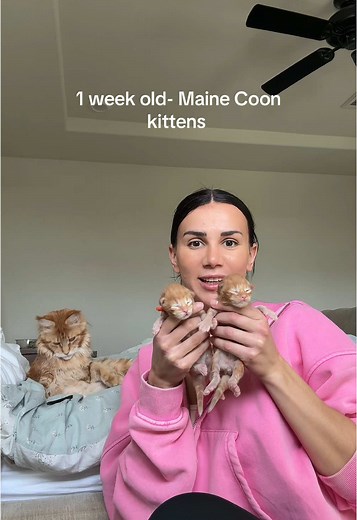 One Week Old Maine Coon Kittens: Meet Bud, Poppy & More