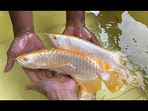 Most Beautiful Golden Arowana Fish | Top Arowana 24K Malaysia