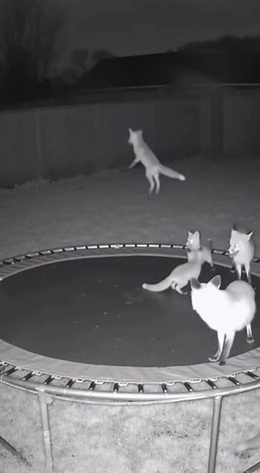 Caught on Camera Foxes Go Wild on Trampoline! #foxes
