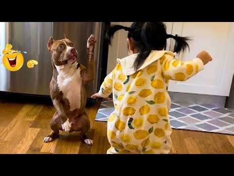 HILARIOUS DOGS Doing the Weirdest Things 🤪🦮 NEW Funniest Dogs 2026 #78