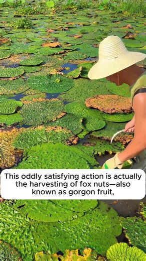 Harvesting and processing chickpeas #gardeningcommunity #gardenloversclub #gardenaddict #gardeners #gardenerslife | Gardening Ideas