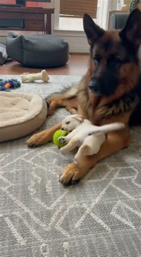 Protector & the student! 🎖️🐾🎾