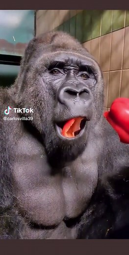 Gorilla Eating Pepper: Funny Animal Meme Compilation