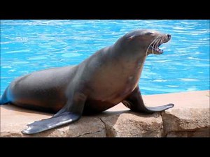 Animal sounds: Sea lion growl
