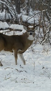 26K views · 217 reactions | This Saskatchewan GIANT has to be the most skittish deer I've ever hunted! #bowhunting #whitetail #animals #art #deer #buck #wildlife #hunting #trophyhunting #deermount #whitetail | Cpacify Maris | Facebook