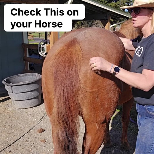 Help your horse release tension in their hindquarters with this simple linear friction technique that’s perfect for bulky builds like Georgia. Try this on your horse today and let me know what you notice! Grab more expert tips in my free newsletter here: https://winningyourhorsesheart.systeme.io/opt-in #horsetips #equinemassage #horsehealth #equinecare #horselover