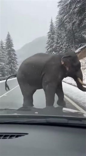 Shocking Elephant Fall Recorded