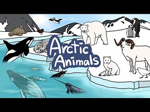 Arctic Animals | What kind of Winter Animals live in South & North Pole? | Kids Draw