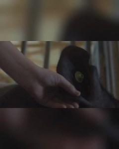 Being able to read notches is an important skill to master. It will help you identify individual pigs in a group and is an important showmanship question. Check out our video on how to read ear notches. Use this link to see more show pig videos on showmanship, daily care and clipping: http://surechamp.com/preptowin/ To learn more about our products or find a dealer near you visit www.surechamp.com. | Sure Champ