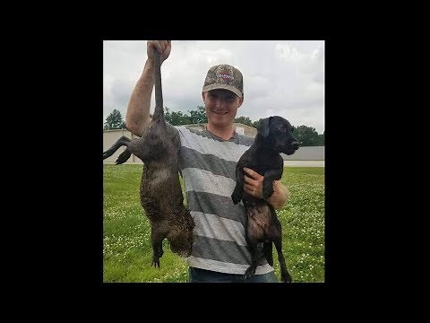 1st Nutria Hunt For Both Mink and Terrier!