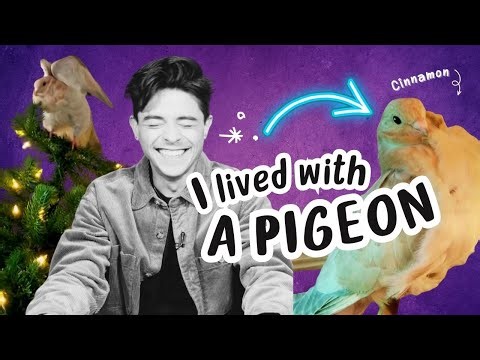 Justice for Pigeons – the rats with wings