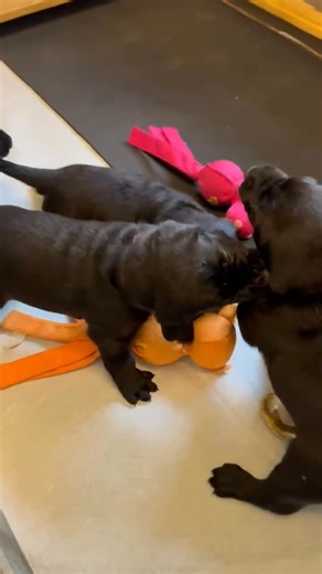 28 reactions · 4 comments | Little Spitfires! Day 28! | Spitfire Labradors | Facebook