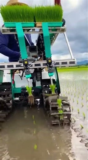 Mini Robotic Rice Transplanter Watch It Work Fast #shorts #farming #technology