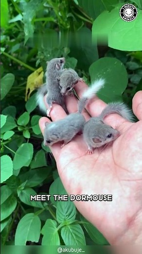 Dormouse 🐭 The Tiny Climbing Experts