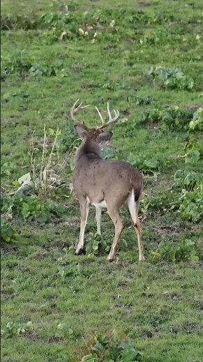 Silent Forest, Sudden Strike | Buck Hunting Action#buckhunting#archery #deerhunting#bigbuck #hunt