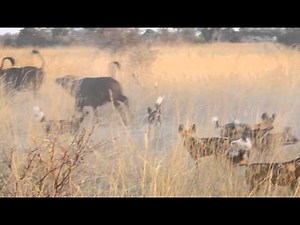 African wild dogs at Kwando safaris Lagoon camp hunt Cape Buffalo