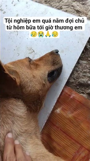 Em nằm đợi rất nhớ chủ khóc bơ vơ từ bữa đó tới giờ 😥😭 #pets #dog #yeulu #cute