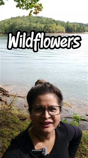 Wildflowers With A Beautiful Backdrop! #FlowerPower #NatureBlooms #Asters