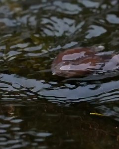 The purple frog spends nearly its entire life underground and surfaces briefly during the monsoon season to breed