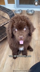 8.4K views · 407 reactions | Newfoundland ❤️‍ Giant Paws & Warm...