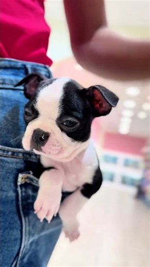 🐶 The Cutest Pocket Puppy! Tiny Boston Terrier 🥰👖 | Waggles Roanoke