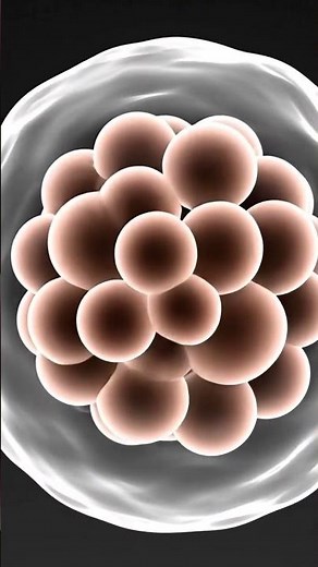 How Human Fertilization Happens | 3D Sperm Meets Egg to Baby Formation