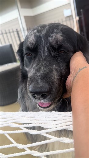 My Australian Shepherd reminds me every day that life is short—so love more, laugh often, and enjoy every moment 🐾❤️ Fur babies truly teach us the best life lessons. #AustralianShepherdLove #LifeLessonsFromDogs #FurBabyJoy #AussieDogLife #DogsMakeLifeBetter