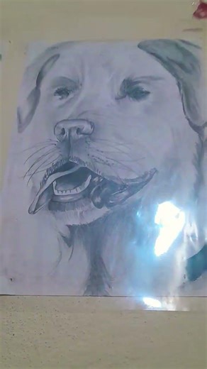 dog drawing in shading