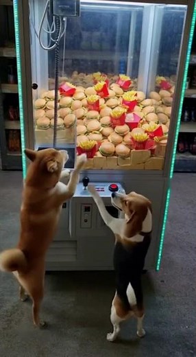rger Blast! 🍔🐶💥 Shiba & Beagle’s Fast-Food Chaos 😂 | LOL Physics Shorts