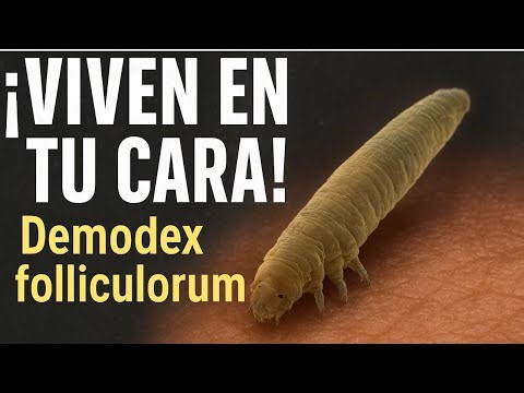 Demodex folliculorum “Los inquilinos de tu cara” Microbichos #1