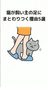 猫が飼い主の足にまとわりつく理由5選 #猫 #雑学 #shorts