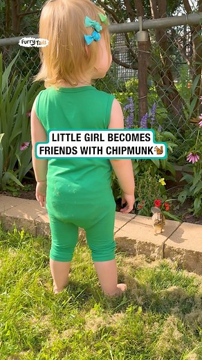 1.7M views · 23K reactions | My Daughter Made Friends With a Chipmunk | Furry Tails | Facebook